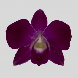 DENDROBIUM SABINE