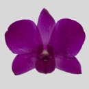 ORCHIDEE - DENDROBIUM MADAM PINK