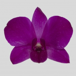 DENDROBIUM MADAM PINK