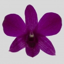 ORCHIDEE - DENDROBIUM FOREVER