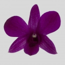 ORCHIDEE - DENDROBIUM PASSION