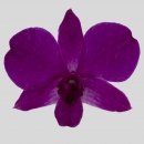 ORCHIDEE - DENDROBIUM MADAM