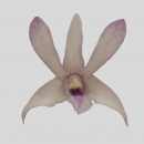ORCHIDEE - DENDROBIUM CHANNAL