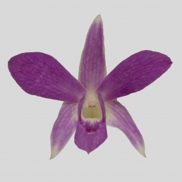 DENDROBIUM INTUWONG