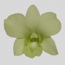 ORCHIDEE - DENDROBIUM HONEYDEW