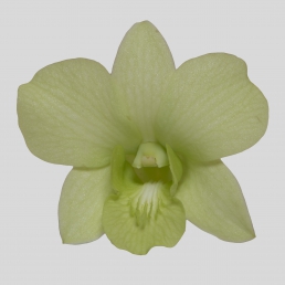 DENDROBIUM HONEYDEW