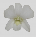 ORCHIDEE - DENDROBIUM LITIA