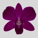 ORCHIDEE - DENDROBIUM ROSSI