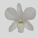 ORCHIDEE - DENDROBIUM LERVIA