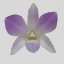 ORCHIDEE - DENDROBIUM MORNING STAR