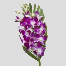 ORCHIDEE - BOUQUET DENDROBIUM