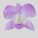 ORCHIDEE - DENDROBIUM KANNA