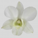 ORCHIDEE - DENDROBIUM JUMBO