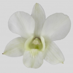 DENDROBIUM JUMBO