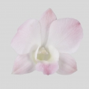 ORCHIDEE - DENDROBIUM NEVA