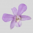 ORCHIDEE - DENDROBIUM VALERY