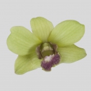 ORCHIDEE - DENDROBIUM BURANA JADE