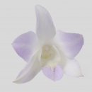 ORCHIDEE - DENDROBIUM PINK LAURA