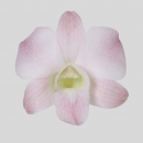 ORCHIDEE - DENDROBIUM PEACH