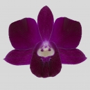 ORCHIDEE - DENDROBIUM MISS SINGAPORE