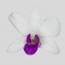 ORCHIDEE - DENDROBIUM  PRINCESS CROWN