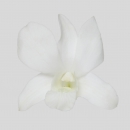 ORCHIDEE - DENDROBIUM BIG WHITE FORM