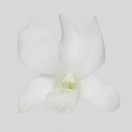 DENDROBIUM BIG WHITE FORM