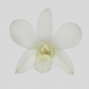 ORCHIDEE - DENDROBIUM IMPERIAL WHITE