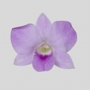 ORCHIDEE - DENDROBIUM HUNNY PINK