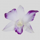 ORCHIDEE - DENDROBIUM SPLASH GALAXY