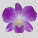 ORCHIDEE - DENDROBIUM LISA