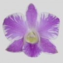 ORCHIDEE - DENDROBIUM QUEENSLAND