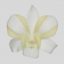 ORCHIDEE - DENDROBIUM LIBERTY