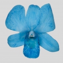 ORCHIDEE - DENDROBIUM BLUE BIG WHITE FORM