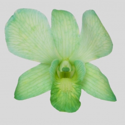 DYED DENDROBIUM GREEN BIG WHITE FORM