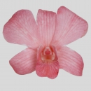 ORCHIDEE - DYED DENDROBIUM RED BIG WHITE FORM