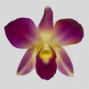 ORCHIDEE - DYED DENDROBIUM YELLOW SONIA