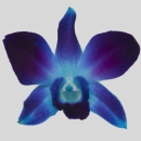 ORCHIDEE - DYED DENDROBIUM BLUE SONIA