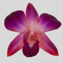 ORCHIDEE - DYED DENDROBIUM RED SONIA