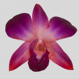 DYED DENDROBIUM RED SONIA