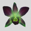 ORCHIDEE - DYED DENDROBIUM GREEN SONIA