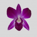 ORCHIDEE - DENDROBIUM GALAXY