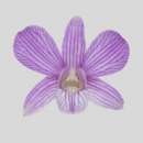 ORCHIDEE - DENDROBIUM CANDY TWIST