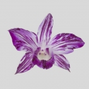 ORCHIDEE - DENDROBIUM MOZARD