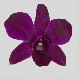 DENDROBIUM SIAM RUBY