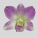 ORCHIDEE - DENDROBIUM GREEN PINK