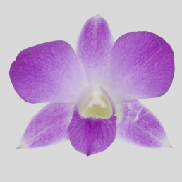 DENDROBIUM HAWAIAN