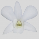 ORCHIDEE - DENDROBIUM PRIMA WHITE