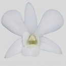 ORCHIDEE - DENDROBIUM PRIMA WHITE