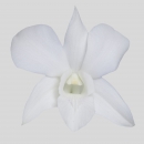 ORCHIDEE - DENDROBIUM WHITE GALAXY
